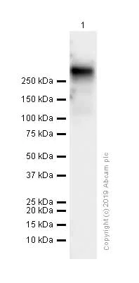 Western blot - Anti-CD35 antibody [EPR6601] (AB133293)
