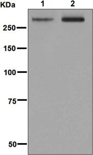 Western blot - Anti-CD35 antibody [EPR6602] - BSA and Azide free (AB248156), expandable thumbnail