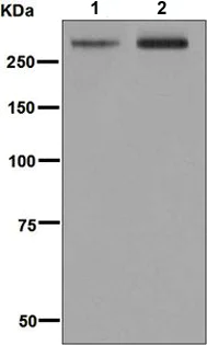 Western blot - Anti-CD35 antibody [EPR6602] - BSA and Azide free (AB248156)