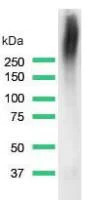 Western blot - Anti-CD35 antibody [SP197] (AB183359)