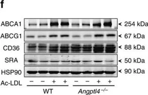 Western blot - Anti-CD36 antibody (AB124515)