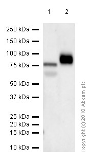Western blot - Anti-CD36 antibody (AB124515), expandable thumbnail