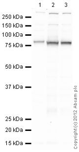 Western blot - Anti-CD36 antibody (AB124515), expandable thumbnail