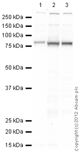 Western blot - Anti-CD36 antibody (AB124515)
