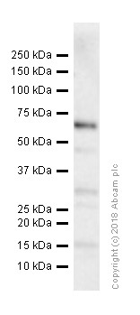 Western blot - Anti-CD36 antibody (AB64014), expandable thumbnail