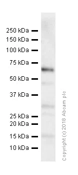 Western blot - Anti-CD36 antibody (AB64014)