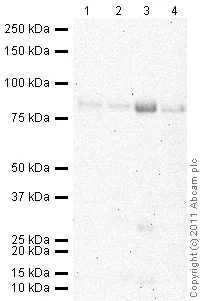 Western blot - Anti-CD36 antibody (AB64014)