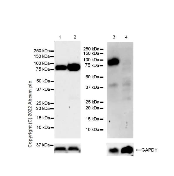 Western blot - Anti-CD36 antibody [EPR22509-40] (AB252922)