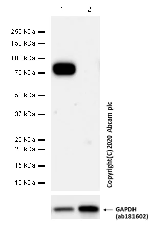 Western blot - Anti-CD36 antibody [EPR22509-40] (AB252922)