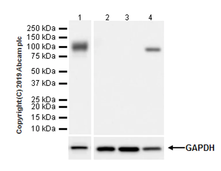 Western blot - Anti-CD36 antibody [EPR22509-40] (AB252922)