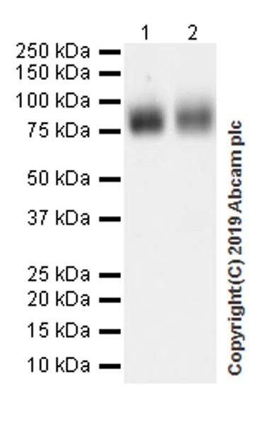Western blot - Anti-CD36 antibody [EPR22509-40] (AB252922)