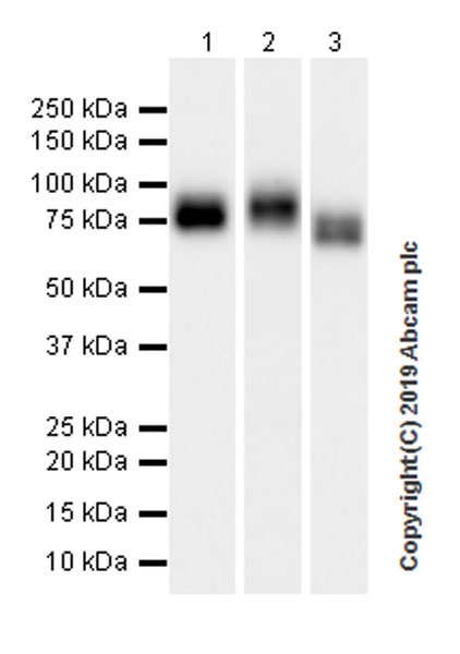 Western blot - Anti-CD36 antibody [EPR22512-58] (AB252923)