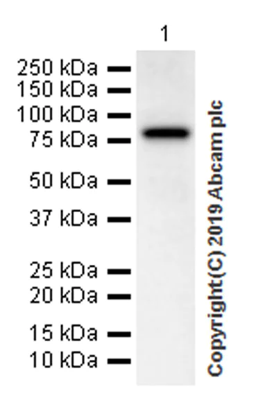 Western blot - Anti-CD36 antibody [EPR22512-58] (AB252923)