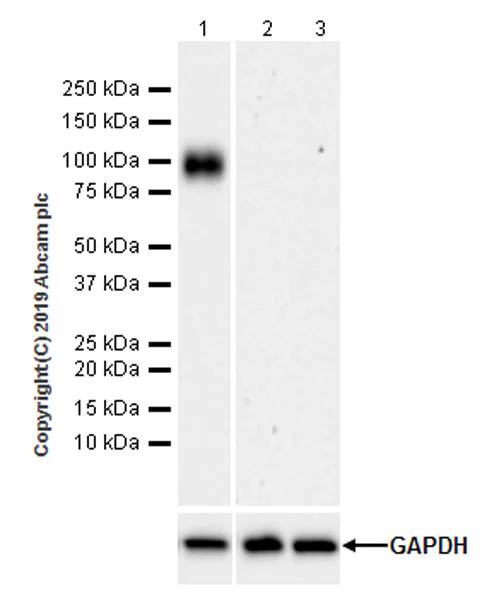 Western blot - Anti-CD36 antibody [EPR22512-58] (AB252923)