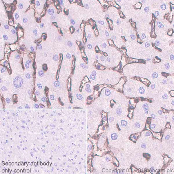Immunohistochemistry (Formalin/PFA-fixed paraffin-embedded sections) - Anti-CD36 antibody [EPR22512-58] - BSA and Azide free (AB255332)