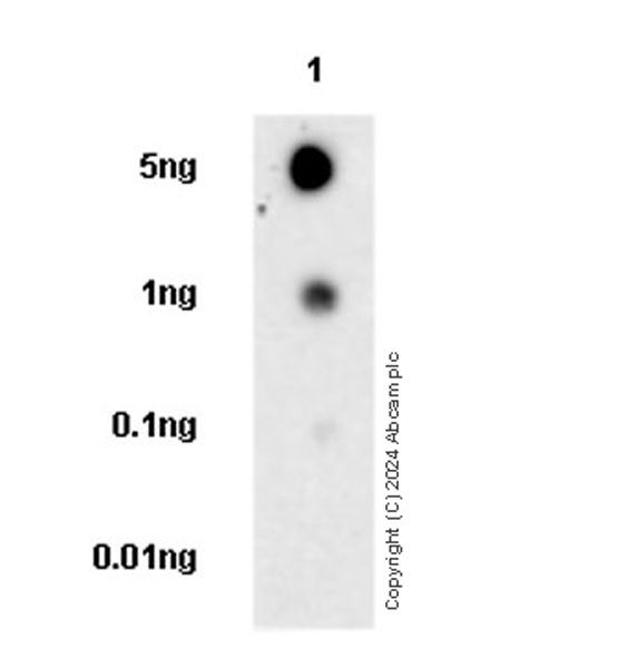 Dot Blot - Anti-CD36 antibody [EPR27433-40] (AB317250), expandable thumbnail