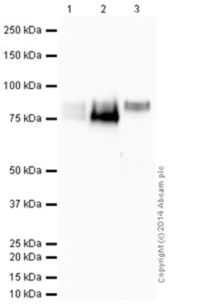 Western blot - Anti-CD36 antibody [EPR6573] (AB133625), expandable thumbnail