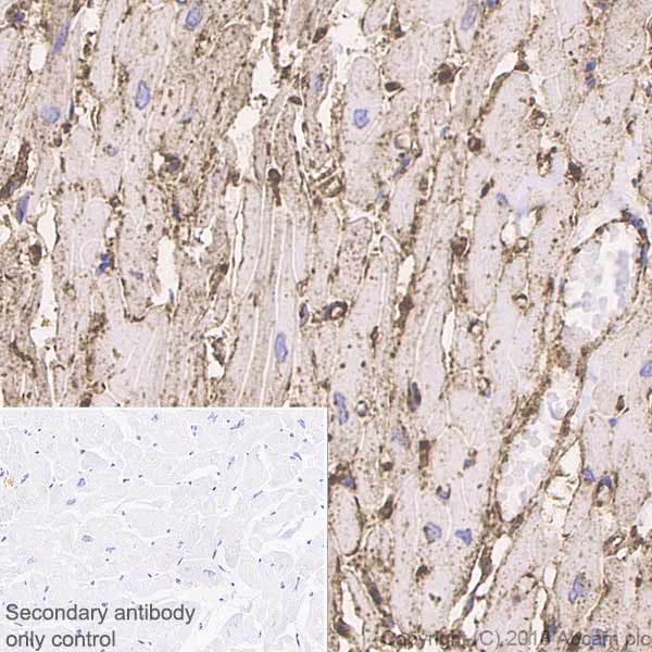 Immunohistochemistry (Formalin/PFA-fixed paraffin-embedded sections) - Anti-CD36 antibody [EPR6573] - Low endotoxin, Azide free (AB221605), expandable thumbnail