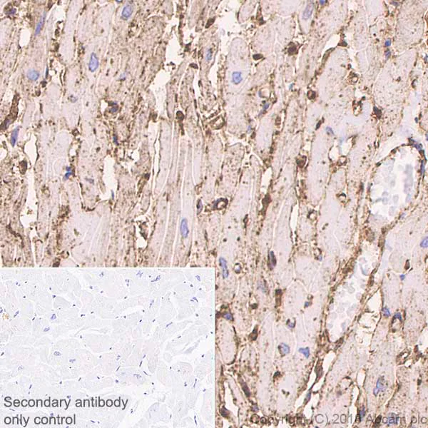 Immunohistochemistry (Formalin/PFA-fixed paraffin-embedded sections) - Anti-CD36 antibody [EPR6573] - Low endotoxin, Azide free (AB221605)