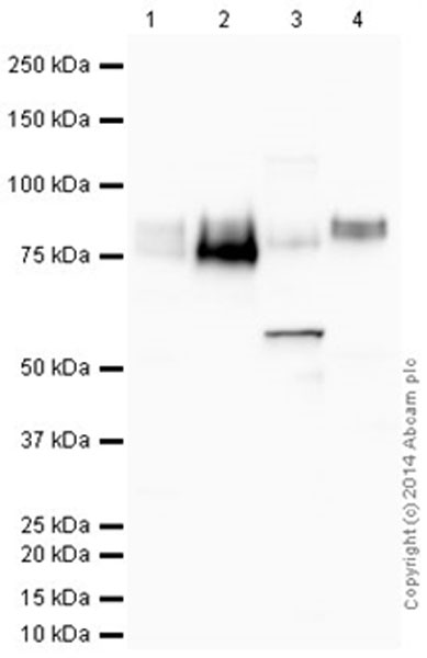 Western blot - Anti-CD36 antibody [EPR6573] - Low endotoxin, Azide free (AB221605), expandable thumbnail