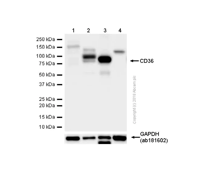 Western blot - Anti-CD36 antibody [EPR6573] - Low endotoxin, Azide free (AB221605)