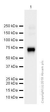 Western blot - Anti-CD36 antibody [EPR6573] - Low endotoxin, Azide free (AB221605), expandable thumbnail