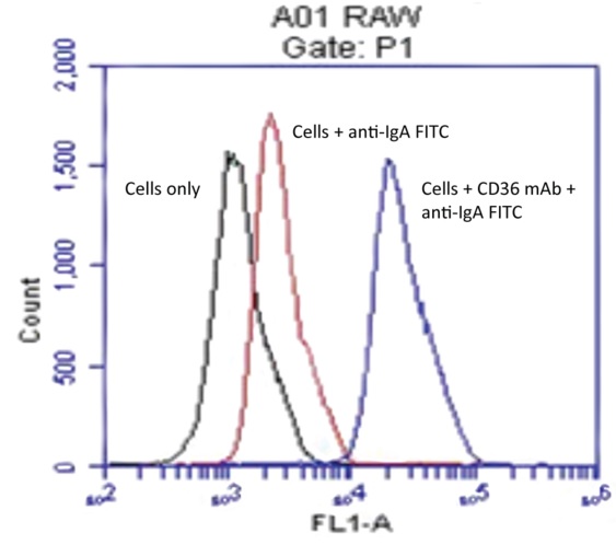 Anti-CD36 antibody [JC63.1] Mouse monoclonal (ab23680) | Abcam