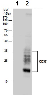 Western blot - Anti-CD37 antibody (AB227624)