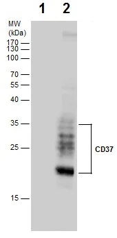 Western blot - Anti-CD37 antibody (AB227624)