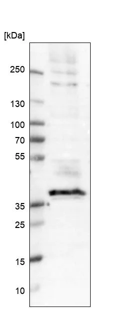 Western blot - Anti-CD37 antibody (AB251819)