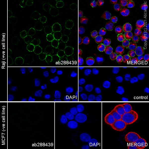 Immunocytochemistry/ Immunofluorescence - Anti-CD37 antibody [EPR25397-136] - BSA and Azide free (AB288448), expandable thumbnail
