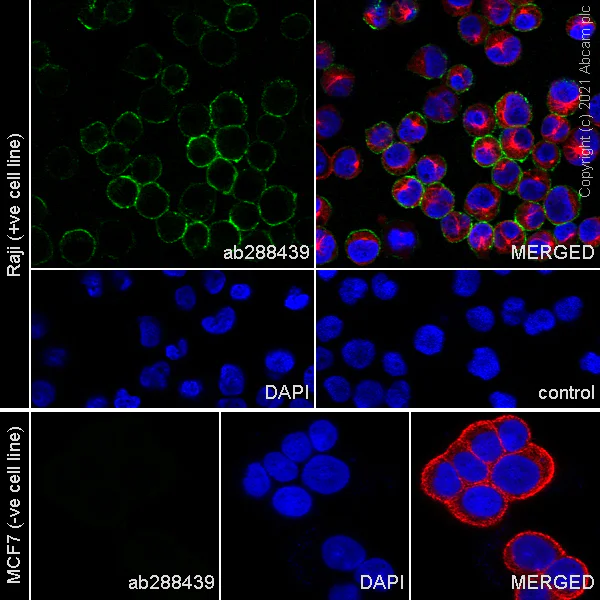 Immunocytochemistry/ Immunofluorescence - Anti-CD37 antibody [EPR25397-136] - BSA and Azide free (AB288448)
