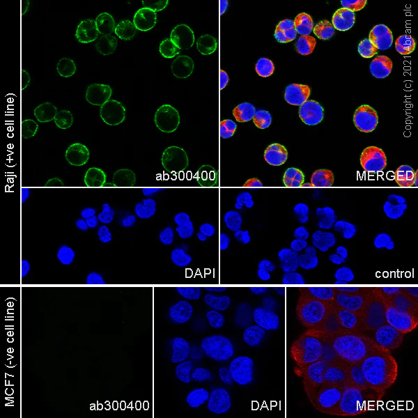 Immunocytochemistry/ Immunofluorescence - Anti-CD37 antibody [EPR25397-149] (AB300400)