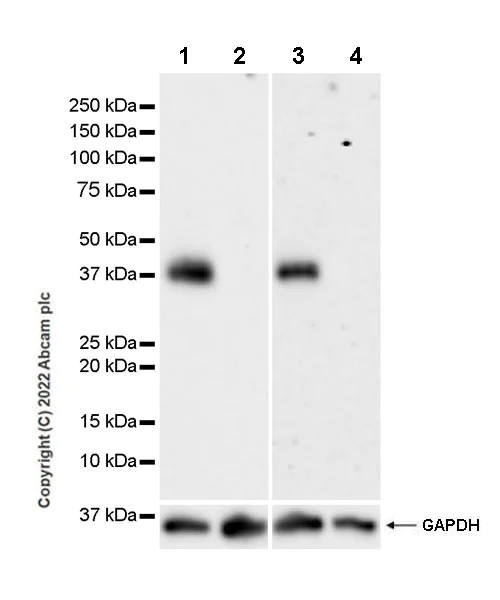 Western blot - Anti-CD37 antibody [EPR25397-149] (AB300400)