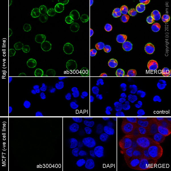Immunocytochemistry/ Immunofluorescence - Anti-CD37 antibody [EPR25397-149] (BSA and Azide free) (AB300412), expandable thumbnail