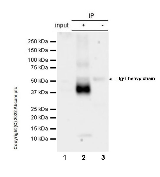Immunoprecipitation - Anti-CD37 antibody [EPR25397-149] (BSA and Azide free) (AB300412), expandable thumbnail