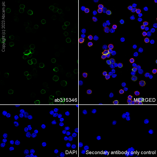 Immunocytochemistry/ Immunofluorescence - Anti-CD37 antibody [EPR28769-31] - BSA and Azide free (AB315347), expandable thumbnail