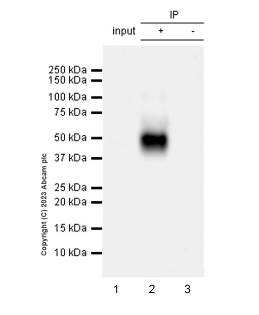 Immunoprecipitation - Anti-CD37 antibody [EPR28769-31] - BSA and Azide free (ab315347), expandable thumbnail