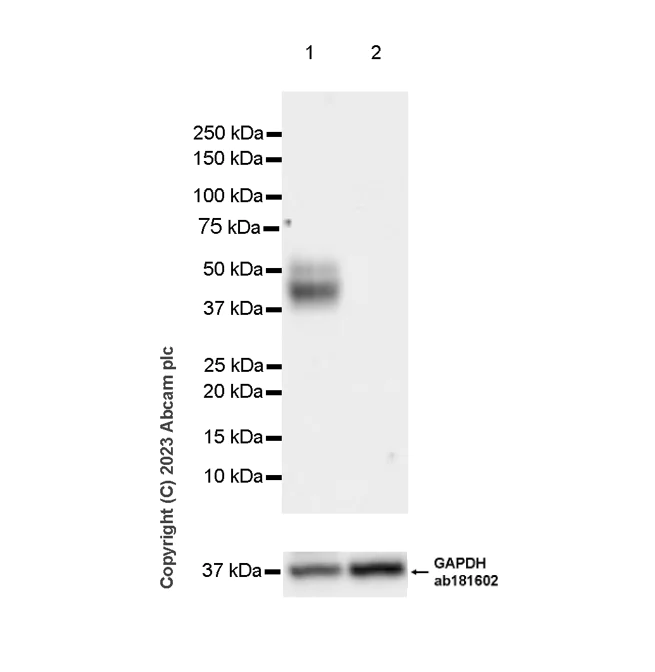 Western blot - Anti-CD37 antibody [EPR28769-31] - BSA and Azide free (AB315347)