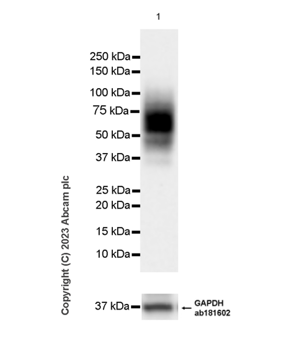 Western blot - Anti-CD37 antibody [EPR28769-31] - BSA and Azide free (AB315347), expandable thumbnail