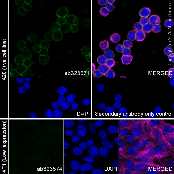 Immunocytochemistry/ Immunofluorescence - Anti-CD37 antibody [RM1306] (AB323574), expandable thumbnail