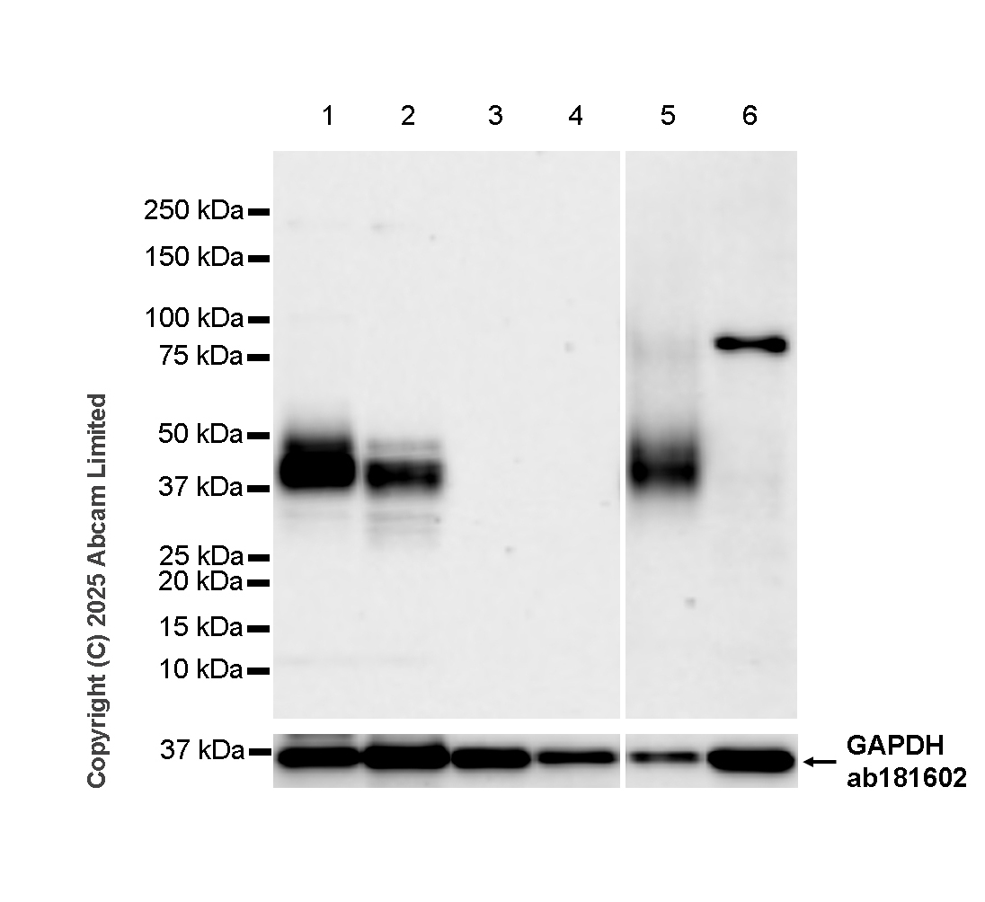 Western blot - Anti-CD37 antibody [RM1306] (ab323574), expandable thumbnail