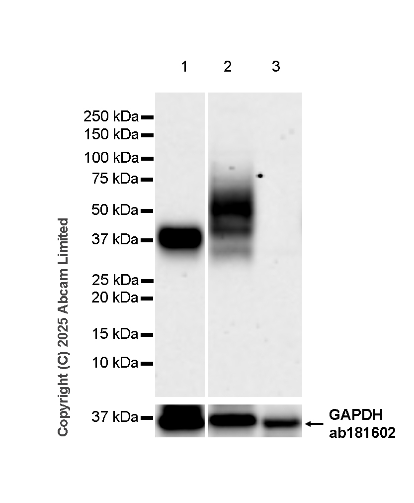 Western blot - Anti-CD37 antibody [RM1306] (ab323574), expandable thumbnail