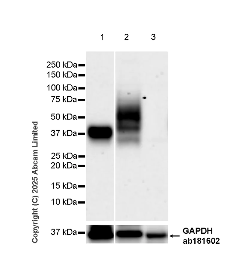Western blot - Anti-CD37 antibody [RM1306] (AB323574)