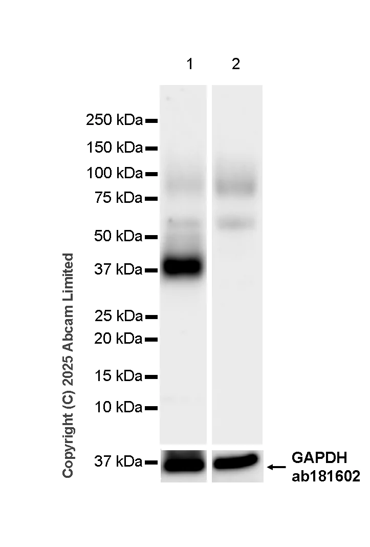 Western blot - Anti-CD37 antibody [RM1306] (AB323574)