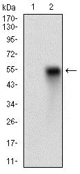 Western blot - Anti-CD38 antibody [5C5C3] - Extracellular domain (AB204940)
