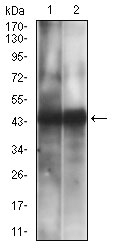 Western blot - Anti-CD38 antibody [5C5C3] - Extracellular domain (AB204940)