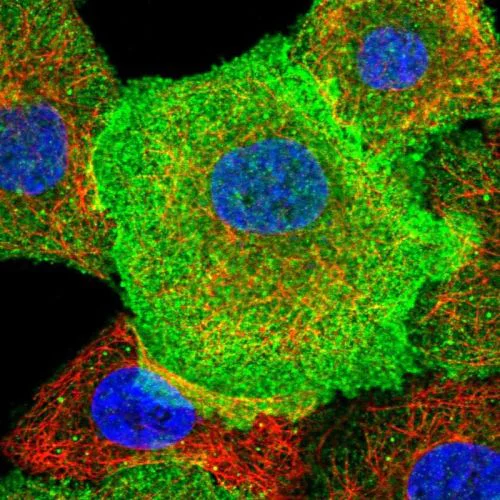 Immunocytochemistry/ Immunofluorescence - Anti-CD38 antibody (AB244390)