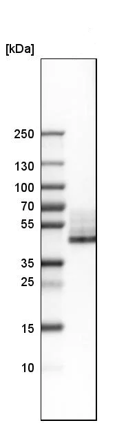 Western blot - Anti-CD38 antibody (AB244390)