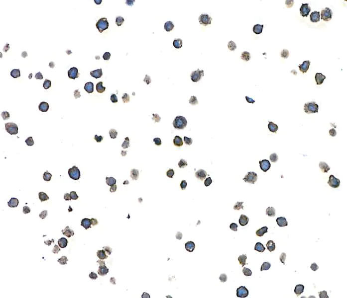 Immunocytochemistry - Anti-CD38 antibody [BLR123H] - BSA free (AB314061)